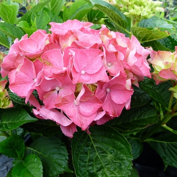 Hydrangea macrophylla 'Glowing Embers' - Glowing Embers Hydrangea