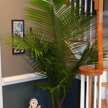 Ravenea rivularis - Majesty Palm