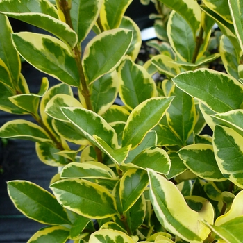 Ligustrum x ibolium 'Variegatum' - Variegated California Privet