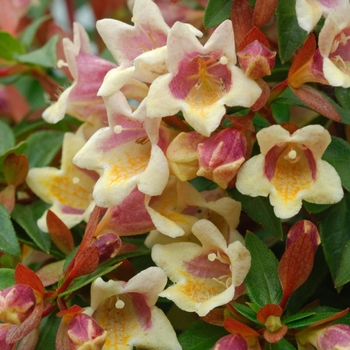 Abelia x grandiflora 'Minduo1' PP24445, Can 5236 - Sunny Anniversary®