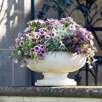 Ageratum hybrid 'Artist® Purple' - Flossflower