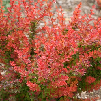 Berberis thunbergii 'Tangelo' - Sunjoy&reg; Barberry