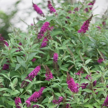 Buddleia 'Miss Molly' PP23425 Can 4,446 (Butterfly Bush) - Miss Molly Butterfly Bush