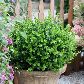 Buxus microphylla 'Bulthouse' PP25896 Can PBRAF (Boxwood) - Sprinter® Boxwood