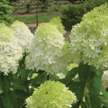 Hydrangea paniculata (Panicle Hydrangea) - 'Limelight'