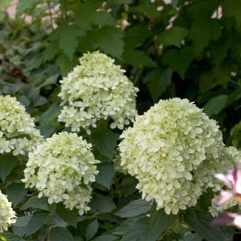 Hydrangea paniculata 'Little Lime' - Hardy Hydrangea