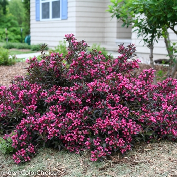 Weigela florida 'Spilled Wine' - Weigela
