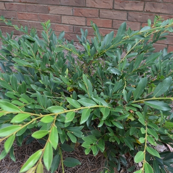 Distylium x - 'Vintage Jade'