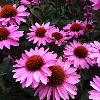 Echinacea purpurea (Coneflower) - Big Sky™ 'Double Pink'