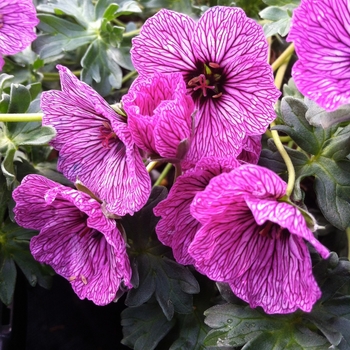 Geranium cinereum 'Lawrence Flatman' - Dwarf Cransebill