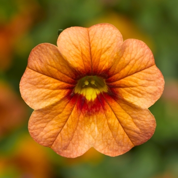 Calibrachoa 'Callie® Apricot' - Million Bells