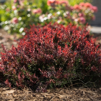 Berberis thunbergii BailElla - Lambrusco™ Barberry 