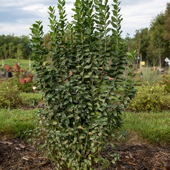 Ligustrum vulgare 'Swift' (Privet) - Straight Talk&reg; Privet