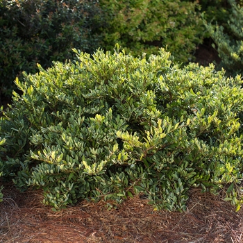 Distylium - Swing Low&reg; Distylium