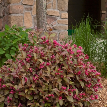 Weigela florida Bokrashine - Shining Sensation™ Weigela 
