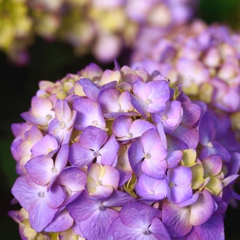 Hydrangea macrophylla - BloomStruck® 