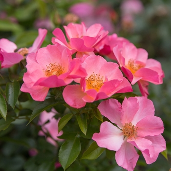 Rosa 'BAIrage' PP19945 - Easy Elegance® 'All the Rage' 