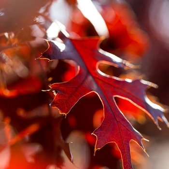 Quercus ellipsoidalis - Majestic Skies™ Northern Pin Oak 