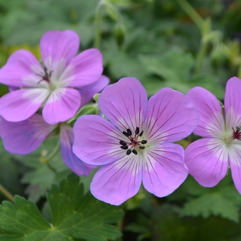 Geranium 'Bloom Time' - Cranesbill