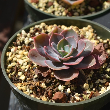 Echeveria 'Cassyz Winter' - Echeveria