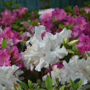 Rhododendron hybrid - Encore&reg; Autumn Lily&reg;