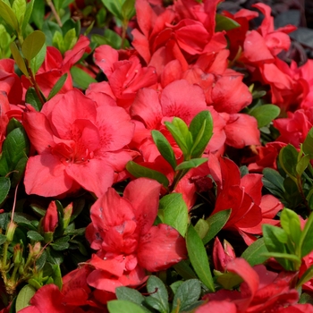 Rhododendron hybrid - Encore&reg; Autumn Bonfire&reg;