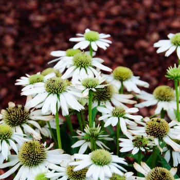 Echinacea (Coneflower) - 'Snow Cone'