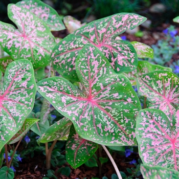 Caladium bicolor - 'Pink Beauty'