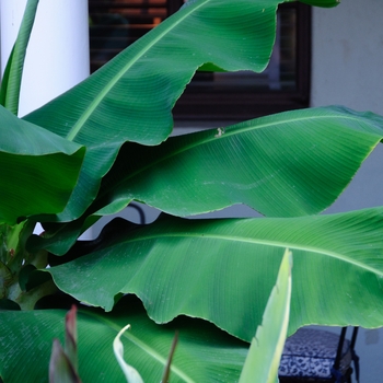 Musa 'Poquito' - Poquito Banana