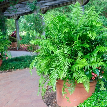 Nephrolepis biserrata - Macho Fern