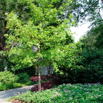 Quercus lyrata (Overcup Oak) - Overcup Oak