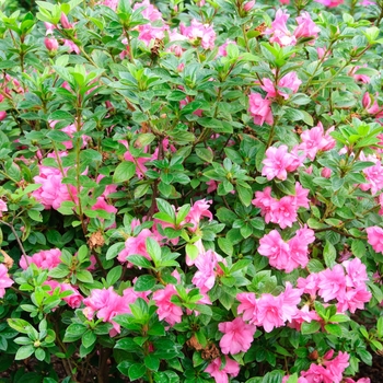 Rhododendron x Autumn Carnation&trade; - Encore&reg; Azalea