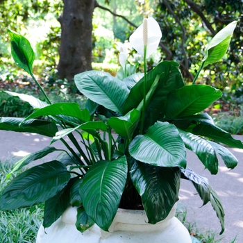 Spathiphyllum wallisii - Peace Lily
