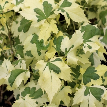 Abutilon (Flowering Maple) - 'Bella Deep Coral'