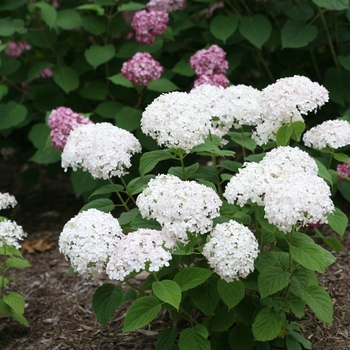 Hydrangea arborescens - Invincibelle Wee White®