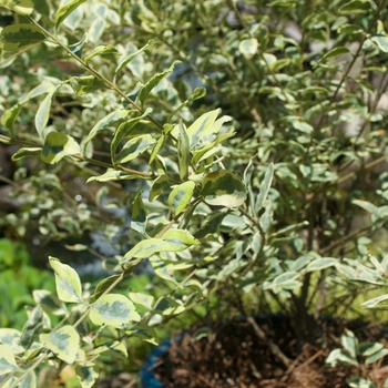 Ligustrum sinense 'Swift Creek' - Variegated Privet