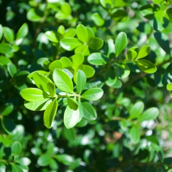 Buxus microphylla var japonica 'Baby Gem' - Boxwood
