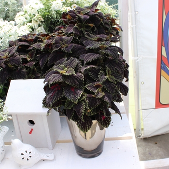 Coleus 'Abbey Road' - Abbey Road Coleus