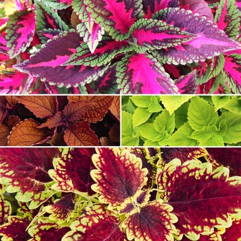 Multiple Varieties - Main Street Coleus