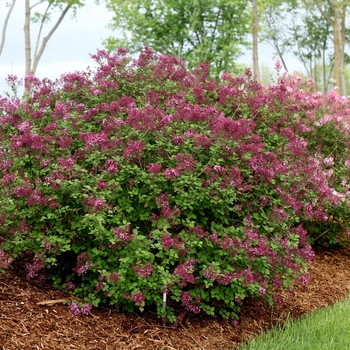 Syringa x 'Bloomerang Dark Purple' - Reblooming Lilac