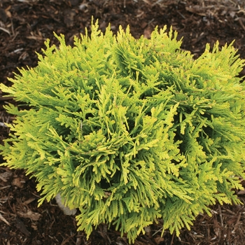 Thuja occidentalis (Arborvitae) - 'Anna's Magic Ball&reg;'