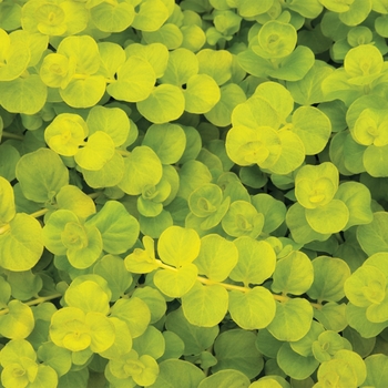 Lysimachia nummularia - Creeping Jenny