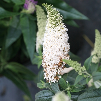 Buddleia 'SMNBDW' PP28795 CBR6347 (Butterfly Bush) - Butterfly Bush
