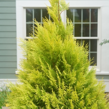 Thuja plicata 'SMNTPGF' PP30762, Can PBRAF (Western Arborvitae) - Fluffy® Western Arborvitae