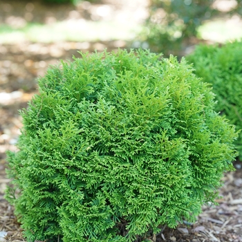 Thuja occidentalis ''SMNTOBAB'' PP30761, Can PBRAF (Arborvitae) - Tater Tot® Arborvitae