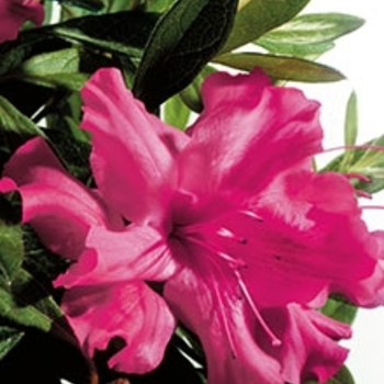 Rhododendron hybrid - Encore&reg; Autumn Sundance&trade;