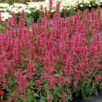 Agastache hybrid - 'Morello'