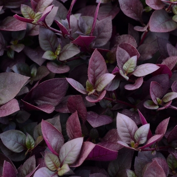 Alternanthera 'Plum Dandy' - Alternanthera Plum Dandy