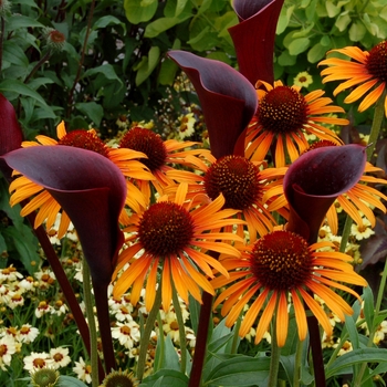 Echinacea (Coneflower) - Prairie Pillars™ 'Flame Thrower'