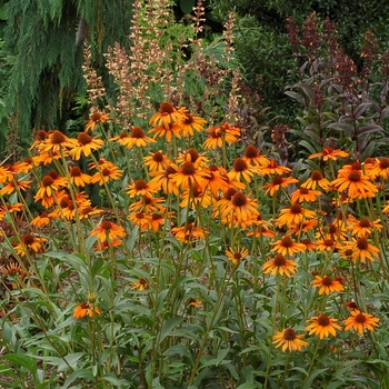 Echinacea (Coneflower) - Prairie Pillars™ ''Tiki Torch''